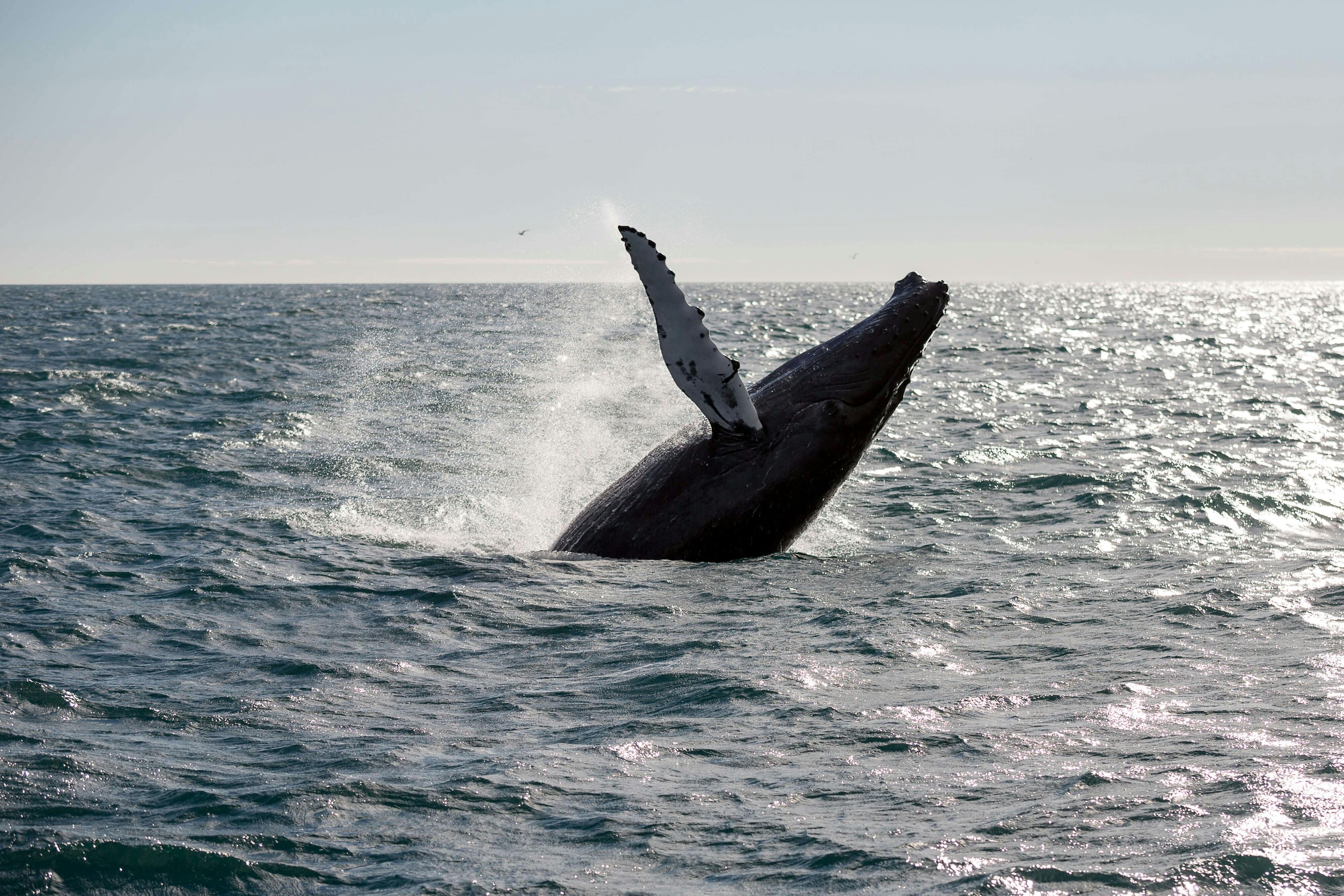 Whale watching tour in Reykjavik