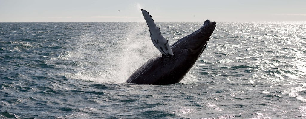 Tour de avistamiento de ballenas desde Reikiavik