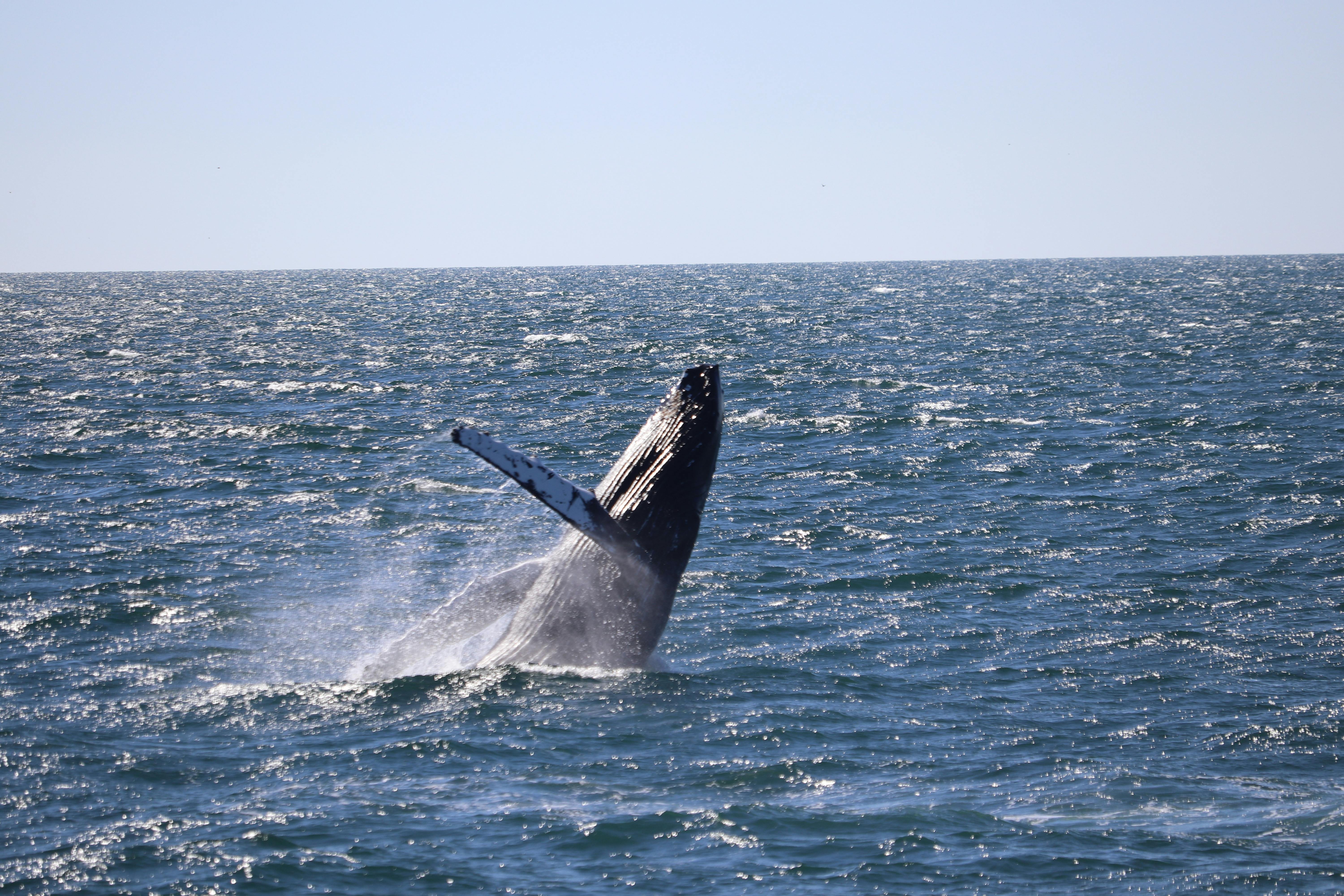 Observation des baleines et visite des aurores boréales au départ de Reykjavik