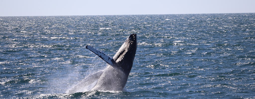 Whale watching and northern lights tour from Reykjavik