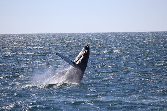 Observation des baleines et visite des aurores boréales au départ de Reykjavik