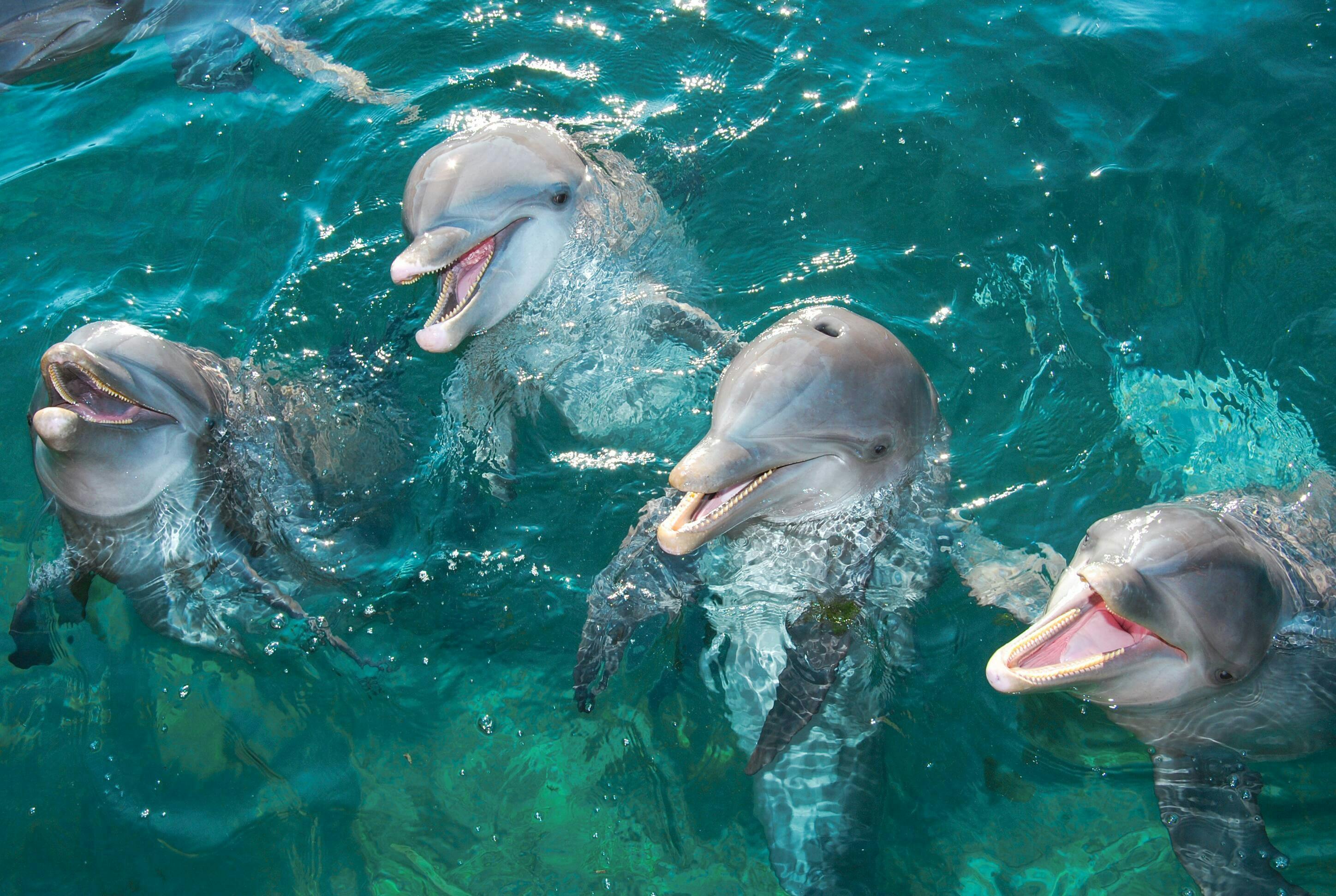 Experiencias con delfines Delphinus en Playa Mujeres