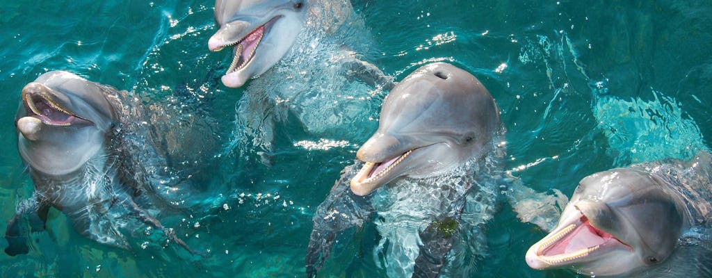 Expériences avec les dauphins à l'aquarium de Playa Mujeres