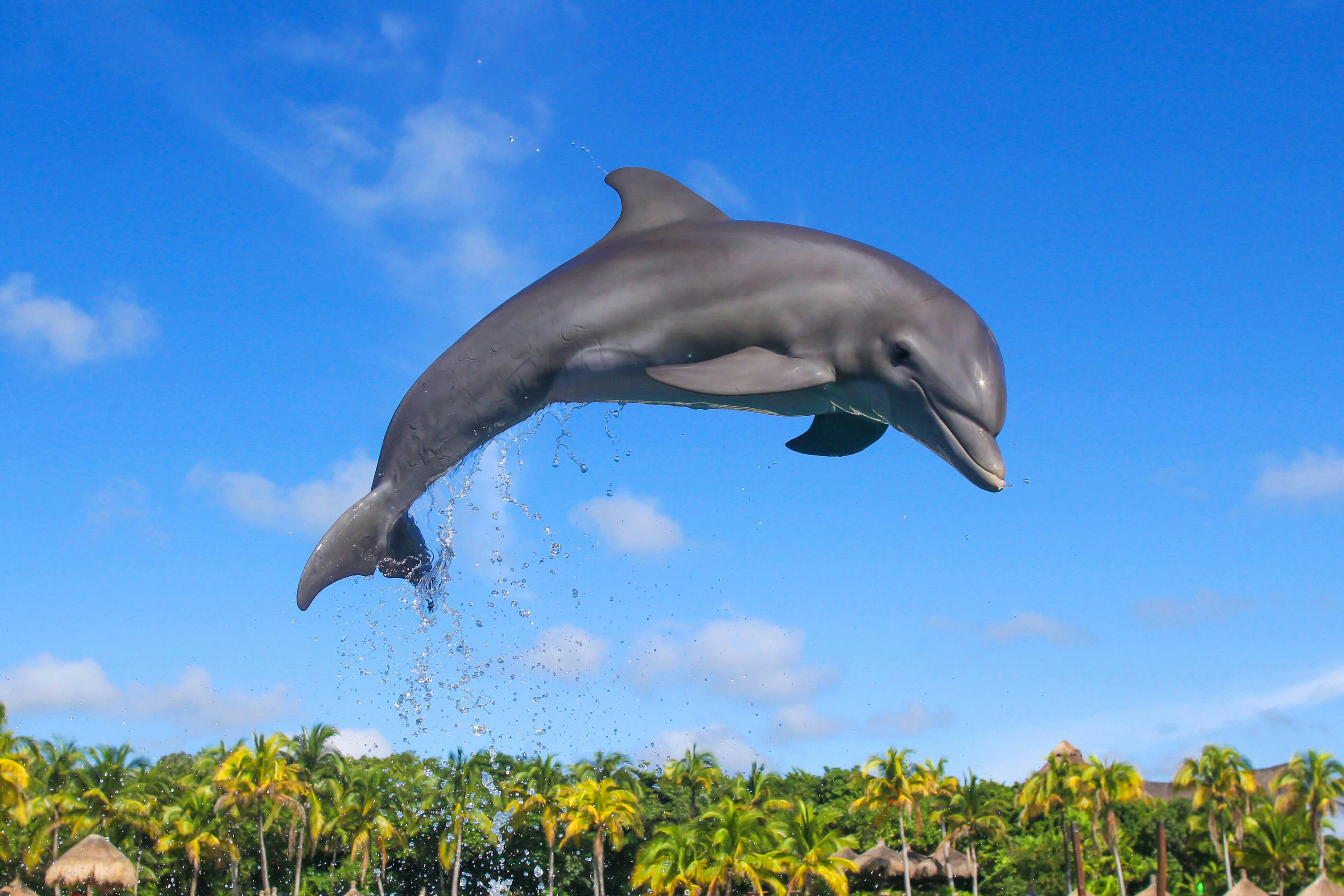 Delphinus Dolphin Experiences at Playa Mujeres