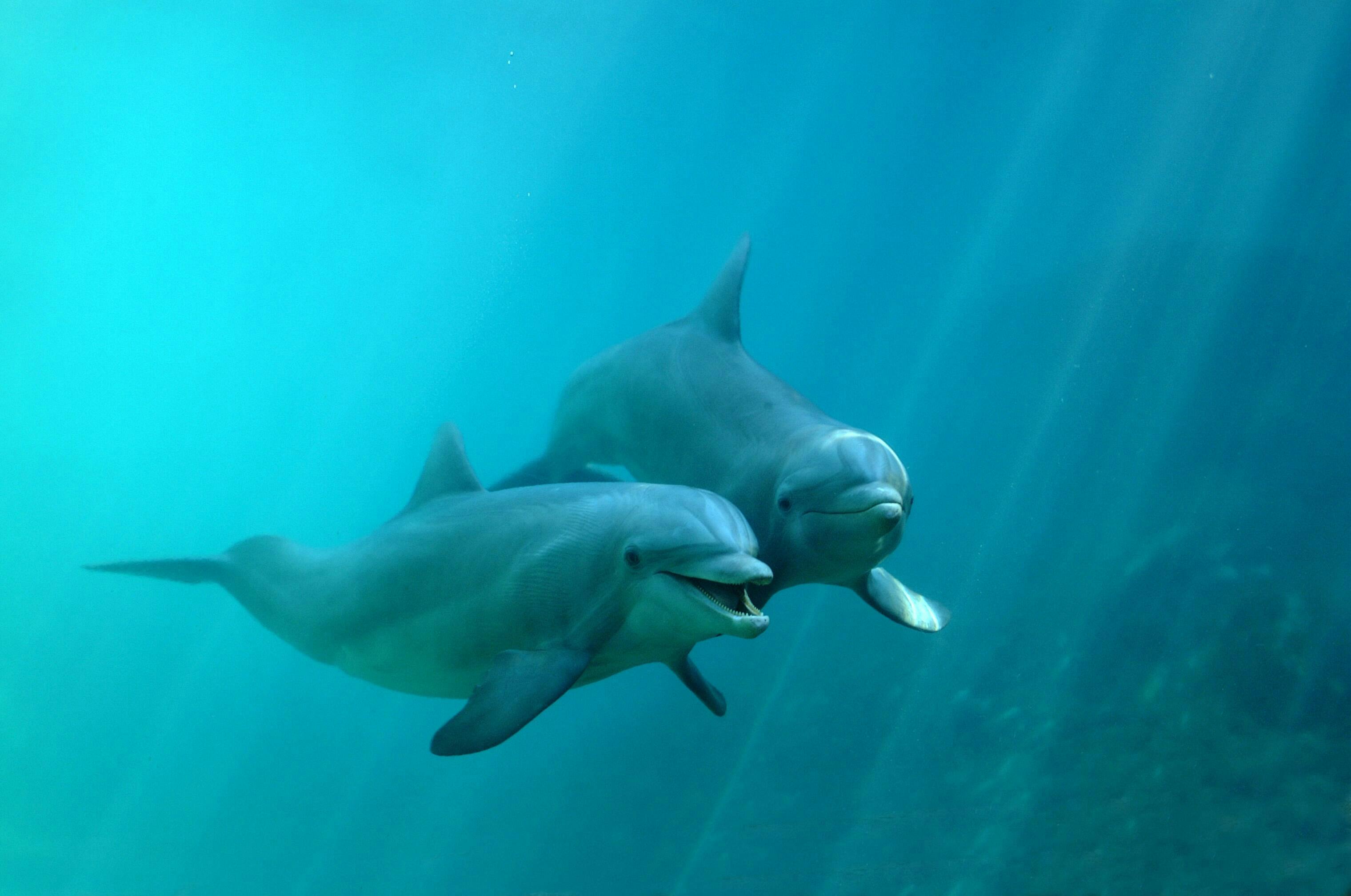 Delphinus Dolphin Experiences at Playa Mujeres