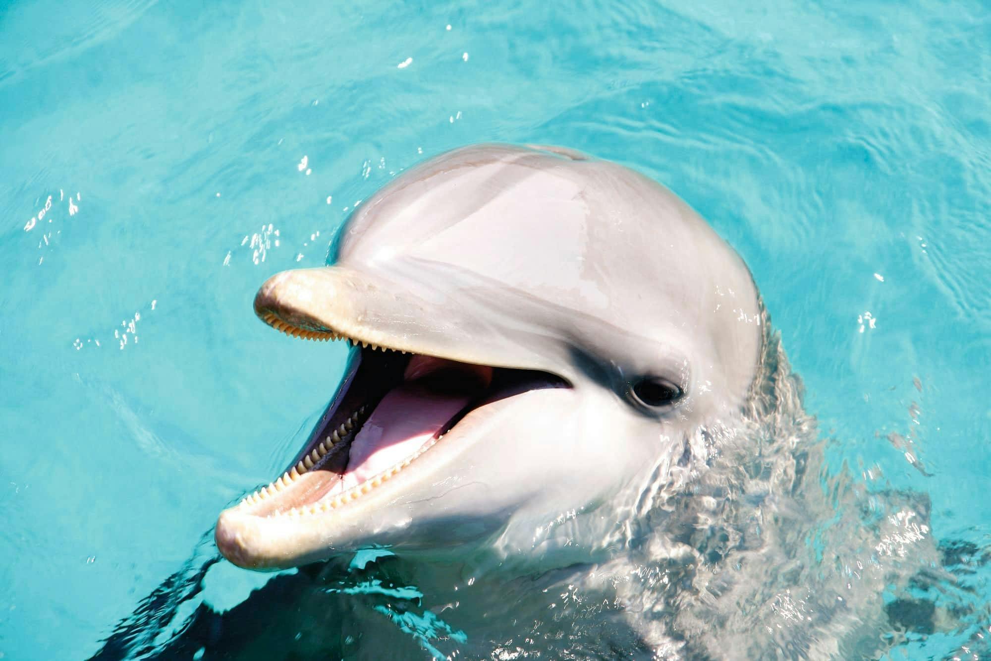 Delphinus Dolphin Experiences at Playa Mujeres