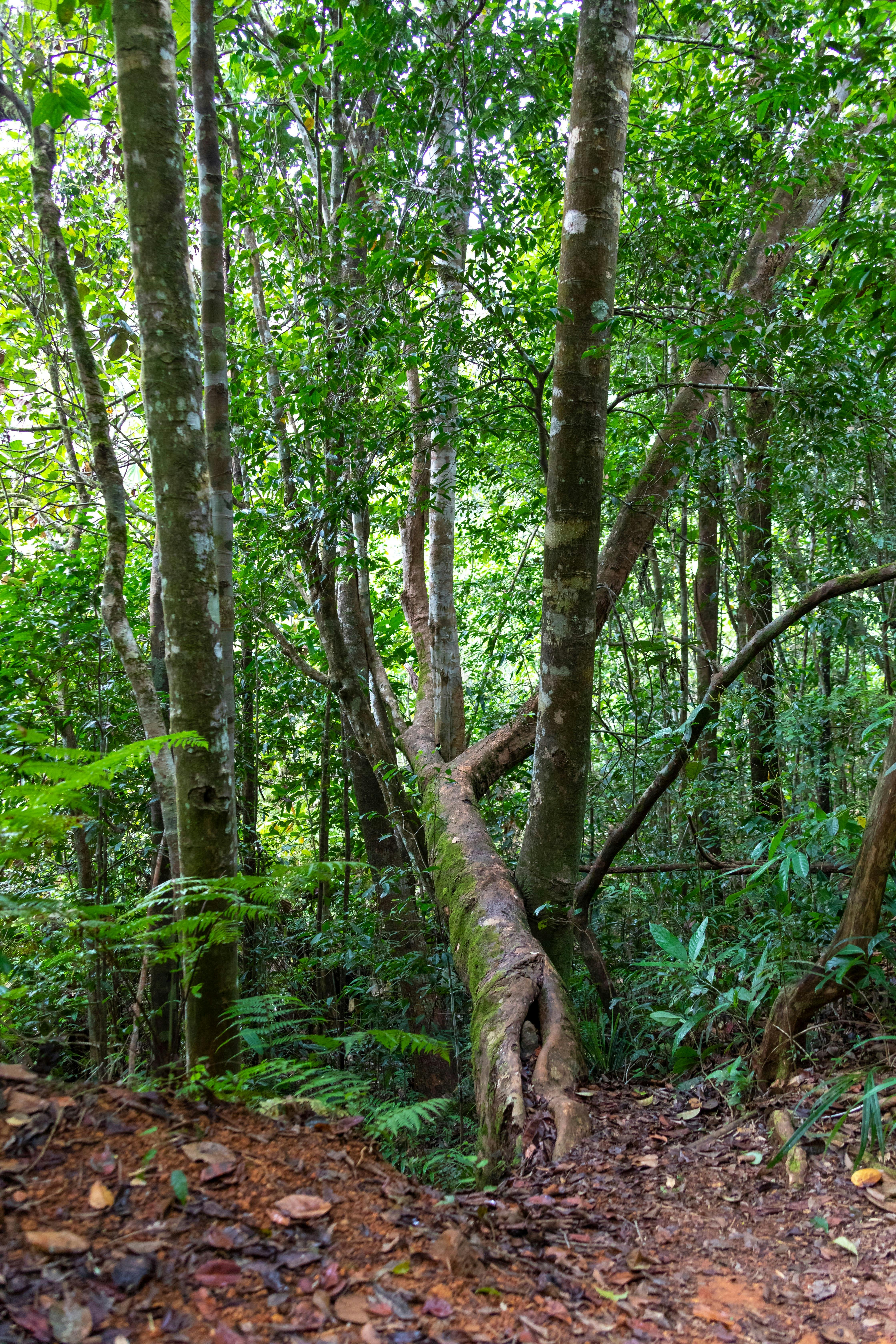 Vandring i Sinharaja Forest