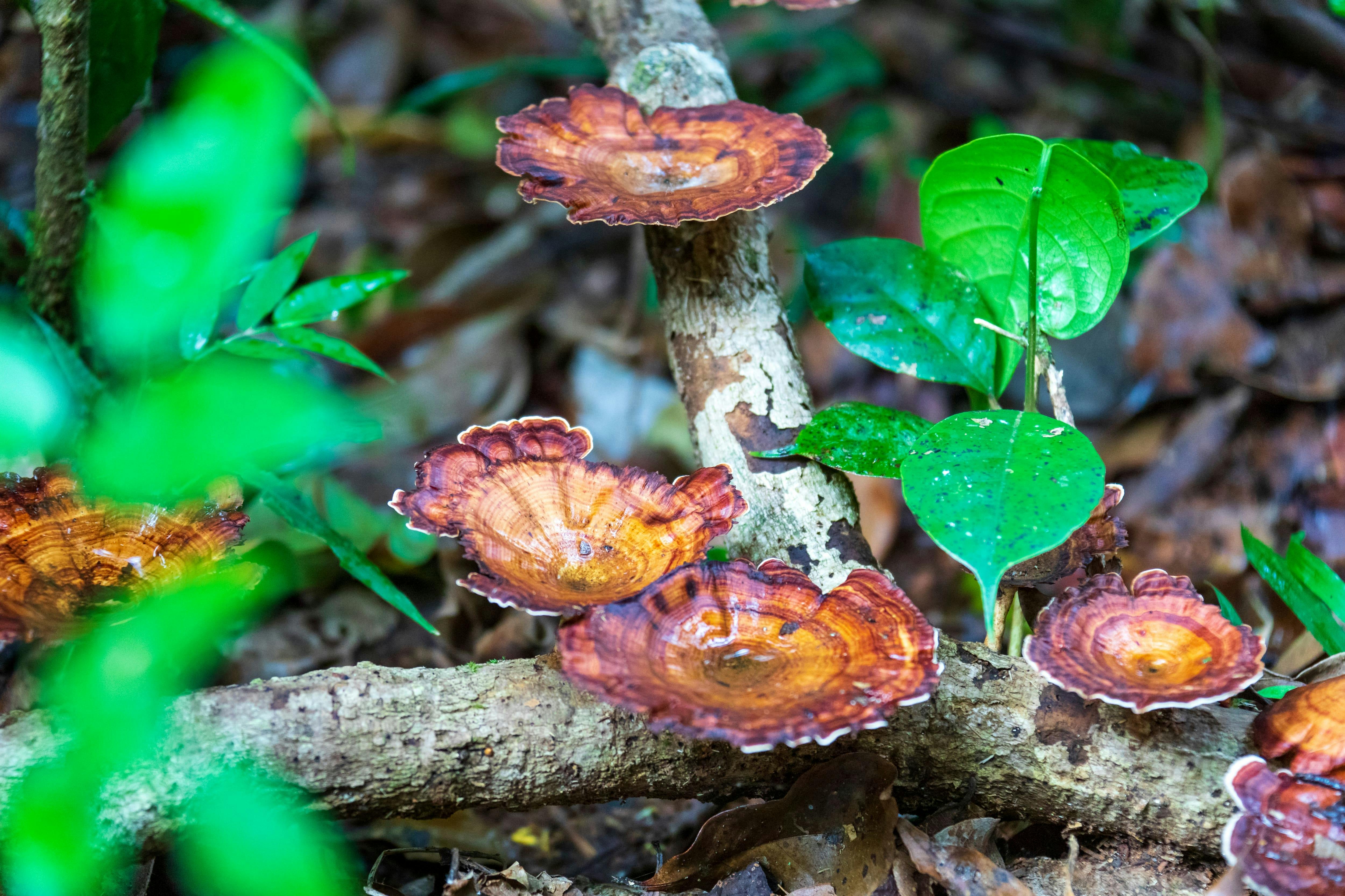 Sinharaja Forest Trek