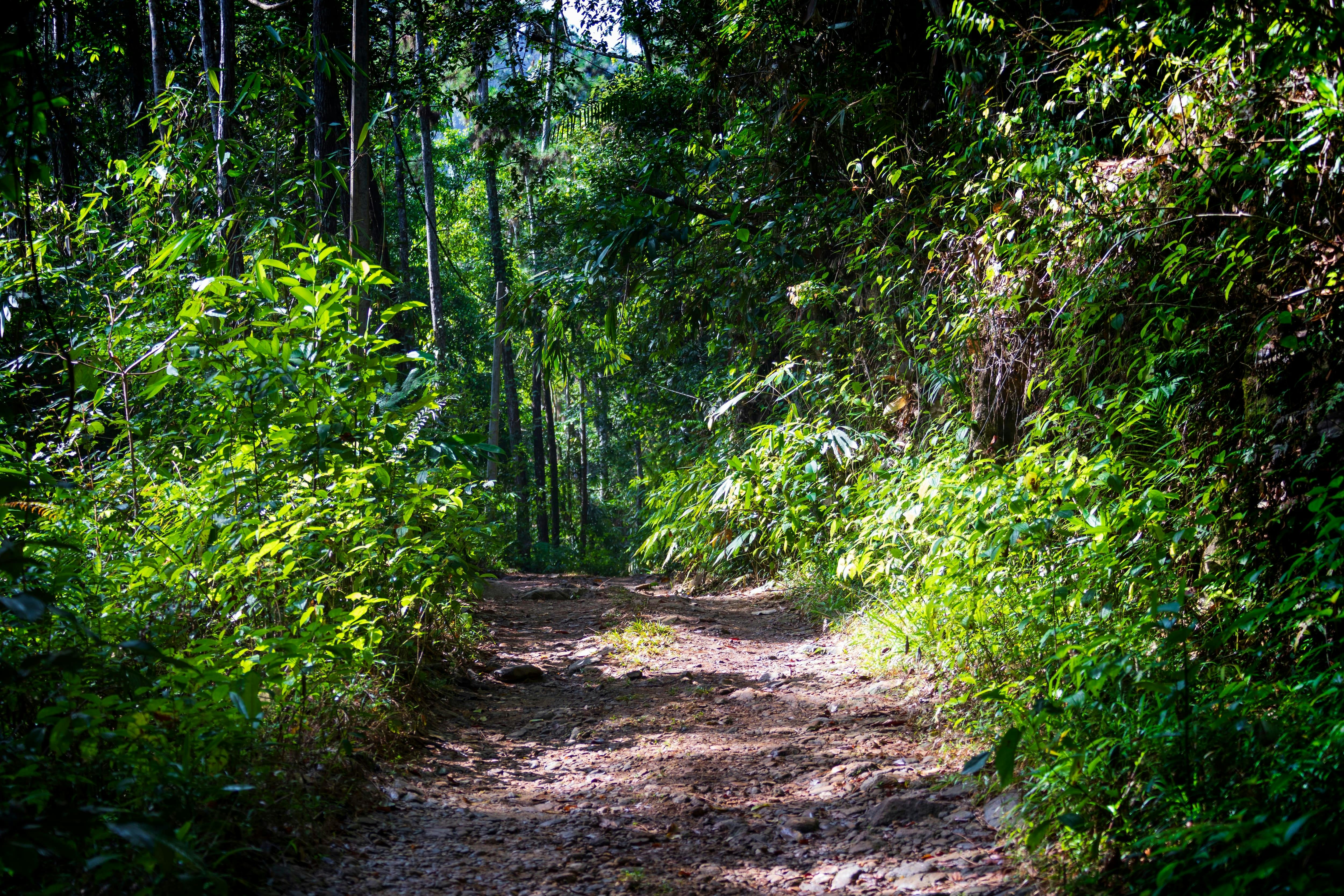 Sinharaja Forest Trek