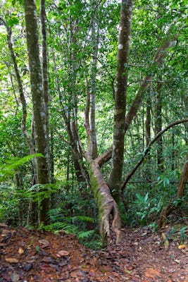 Sinharaja Forest Wanderung