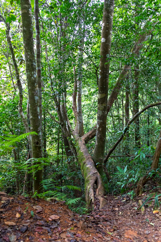 Sinharaja Forest Reserve hike with a local guide
