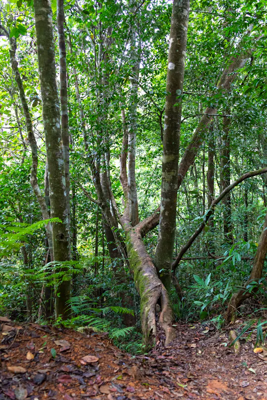 Sinharaja Forest Reserve hike with a local guide