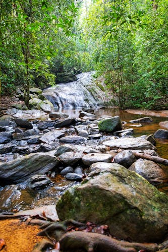 Sinharaja Forest Trek