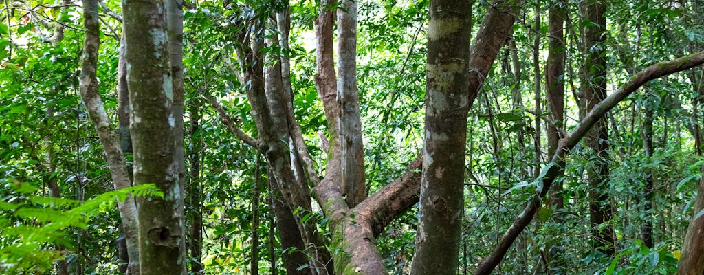 Randonnée pédestre dans la forêt de Sinharaja