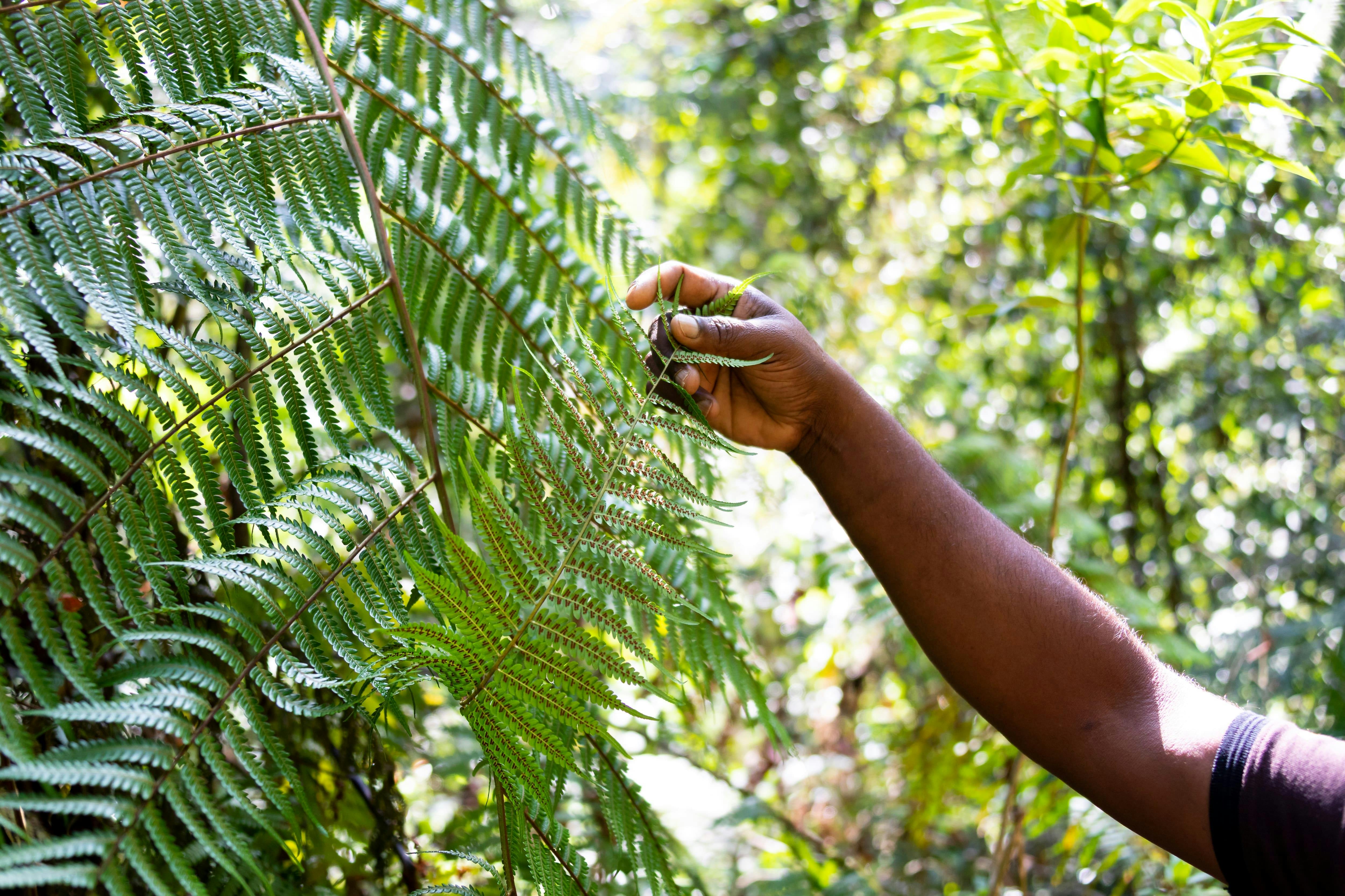 Sinharaja Forest Trek