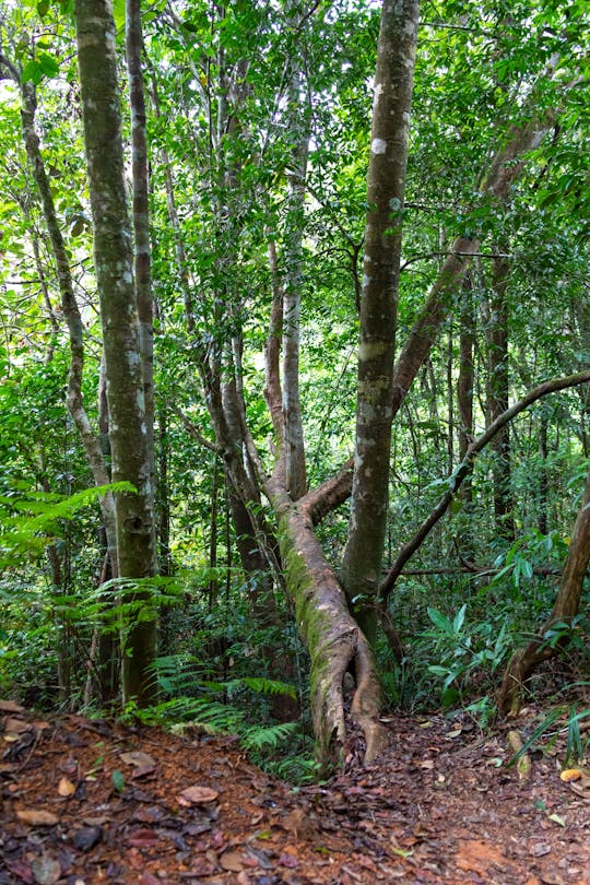 Trekking nella foresta di Sinharaja