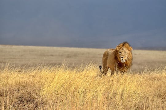 Halbtägige Löwensafari auf der Ranch de Bandia von Somone und Saly