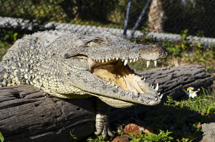 Best of Miami tour with airboat ride at the Everglades