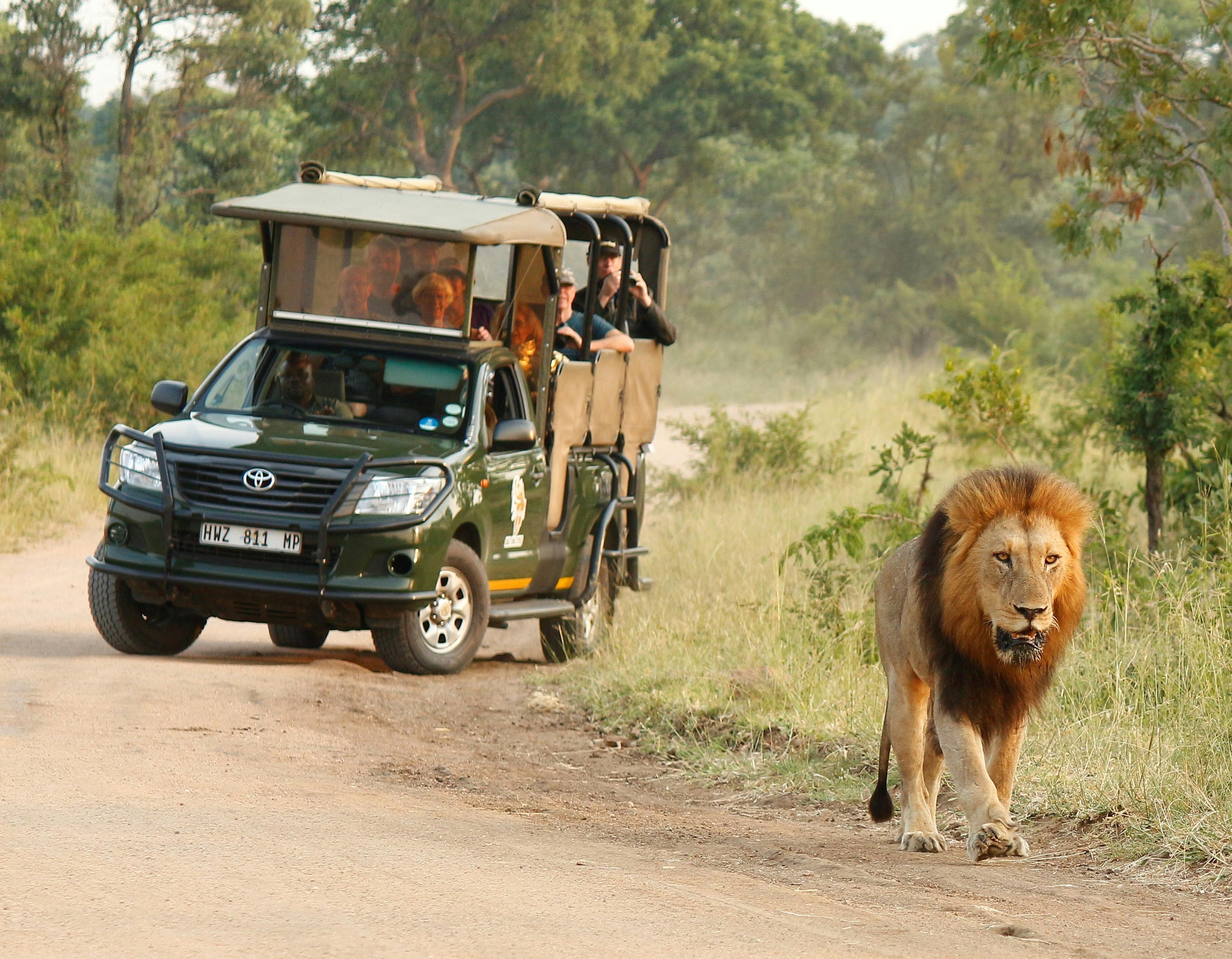 Safari privato pomeridiano al Parco Nazionale Kruger