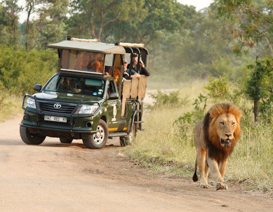 Privésafari in het Kruger National Park in de middag