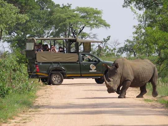 Poranne prywatne safari w Parku Narodowym Kruger