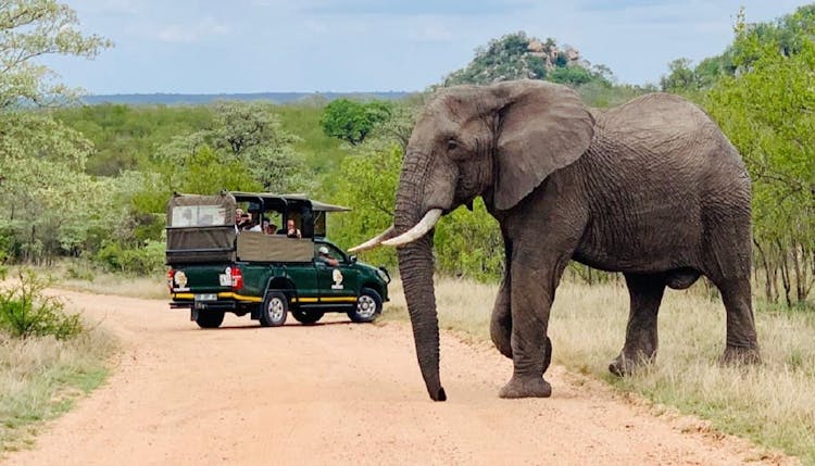 Kruger National Park morning private safari