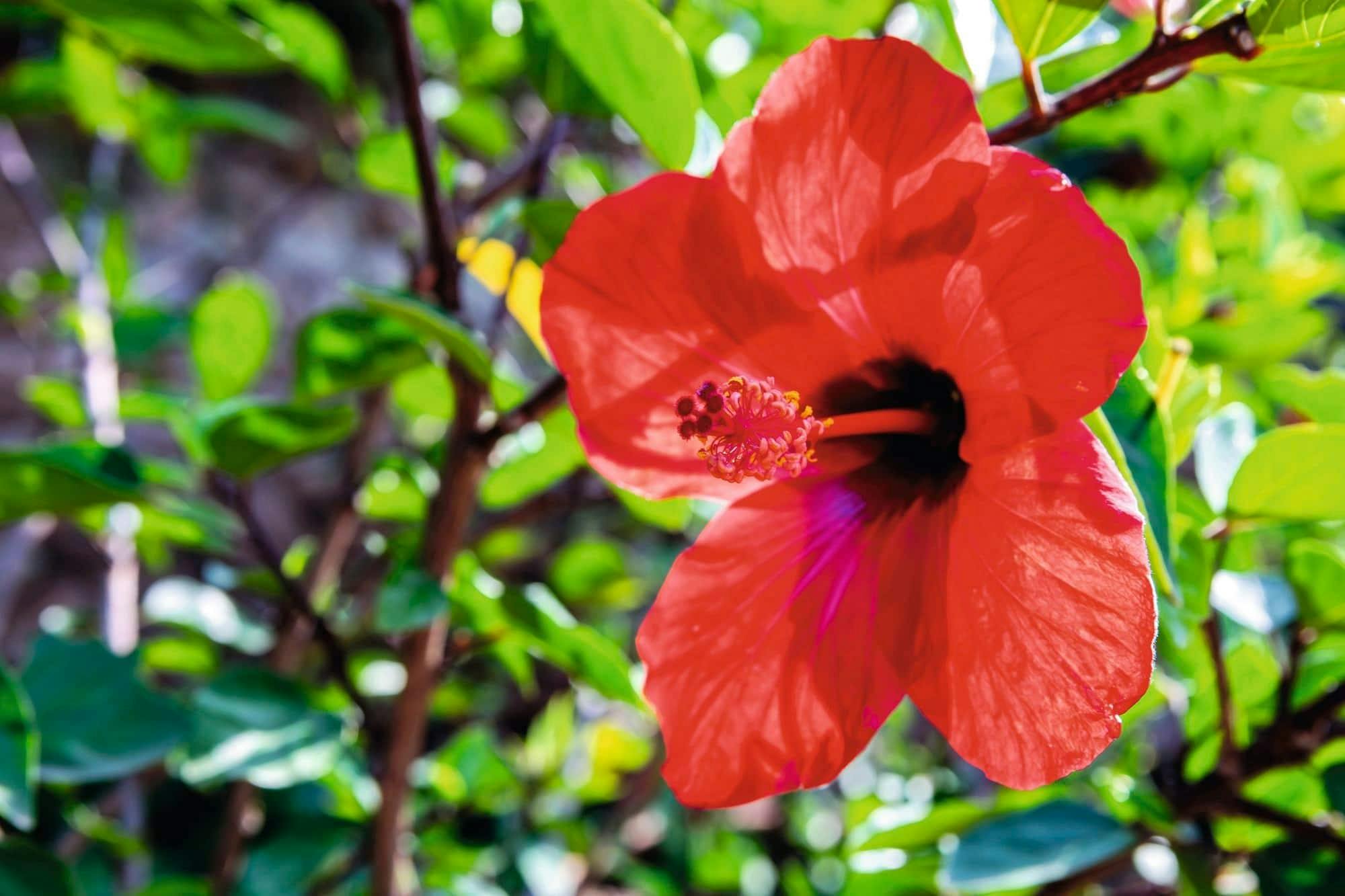 Marimurtra Botanical Gardens and Girona Walking Tour