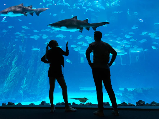 Poema del Mar Aquarium and bus transfer package