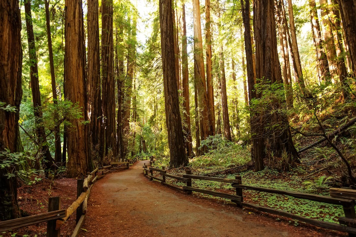 Bezoek aan Alcatraz, Muir Woods en Golden Gate Bridge