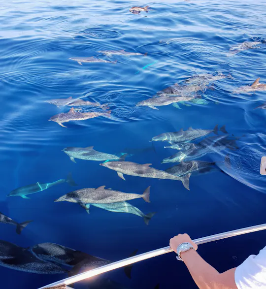 Walvissen- en dolfijnentour met lokale bemanning op Tenerife