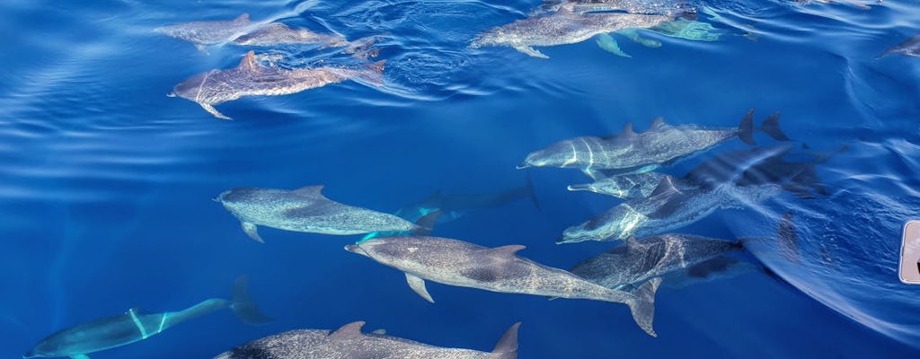 Whales and dolphins tour with local crew in Tenerife