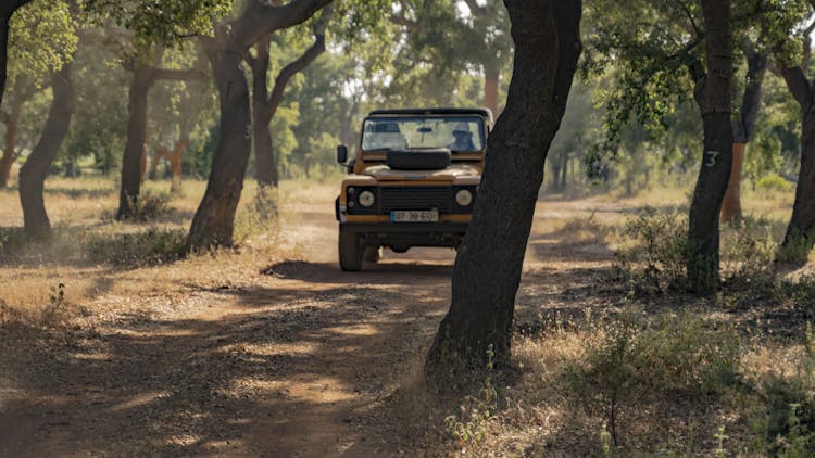 Sunset safari private tour in Algarve