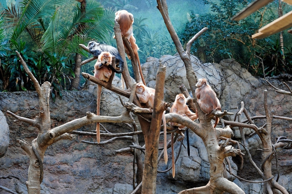 bronx zoo wednesday free tickets price