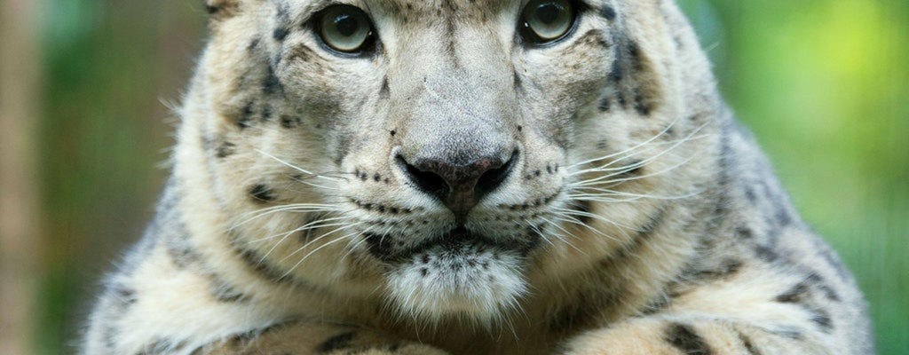 Boleto de entrada al zoológico de Central Park en Nueva York