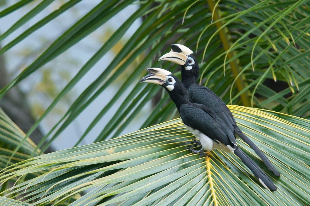 Experiência guiada de observação de pássaros na Costa Desaru