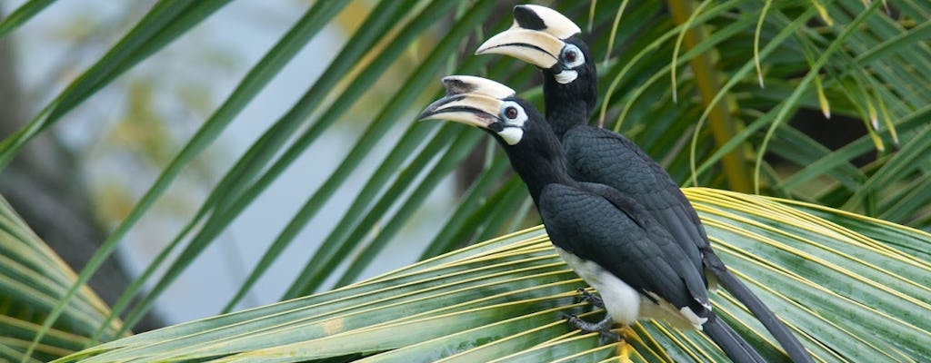 Experiência guiada de observação de pássaros na Costa Desaru