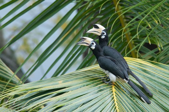 Experiencia guiada de observación de aves en la costa de Desaru.