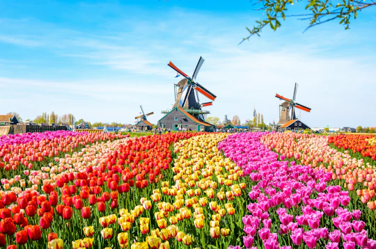 Zaanse Schans walking self-guided audio tour