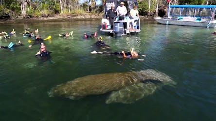 Orlando nager avec l’expérience des lamantins