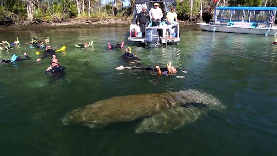 Orlando swim with manatees experience