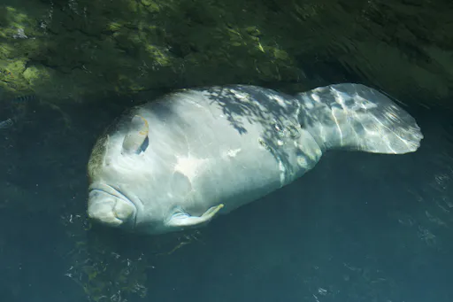 Manatees love Florida