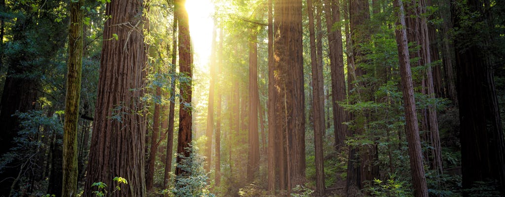 Tour exprés de Muir Woods y puente Golden Gate