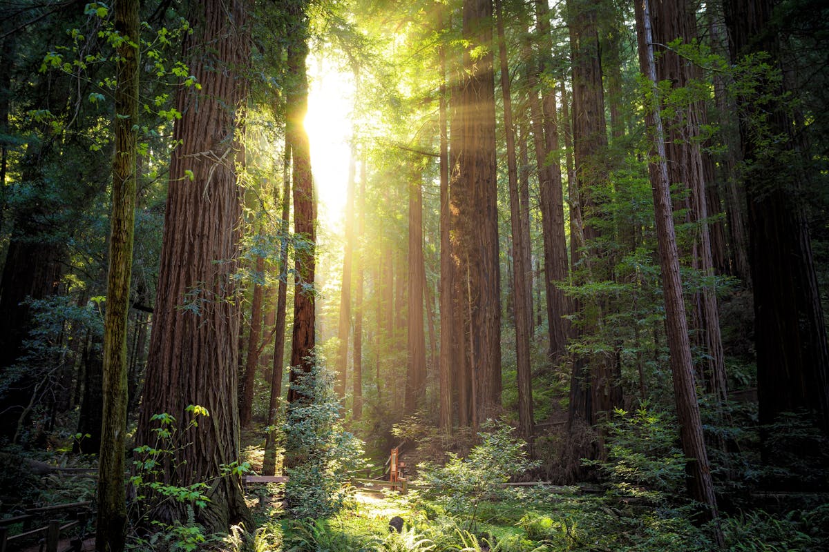 Muir Woods express-tour en Golden Gate Bridge