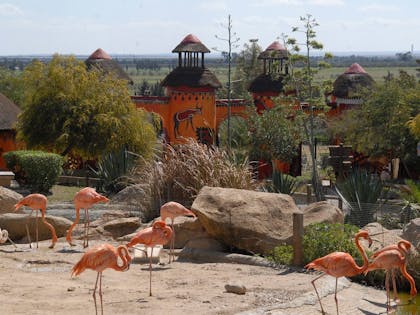 Friguia Dierentuin Halve Dagtocht