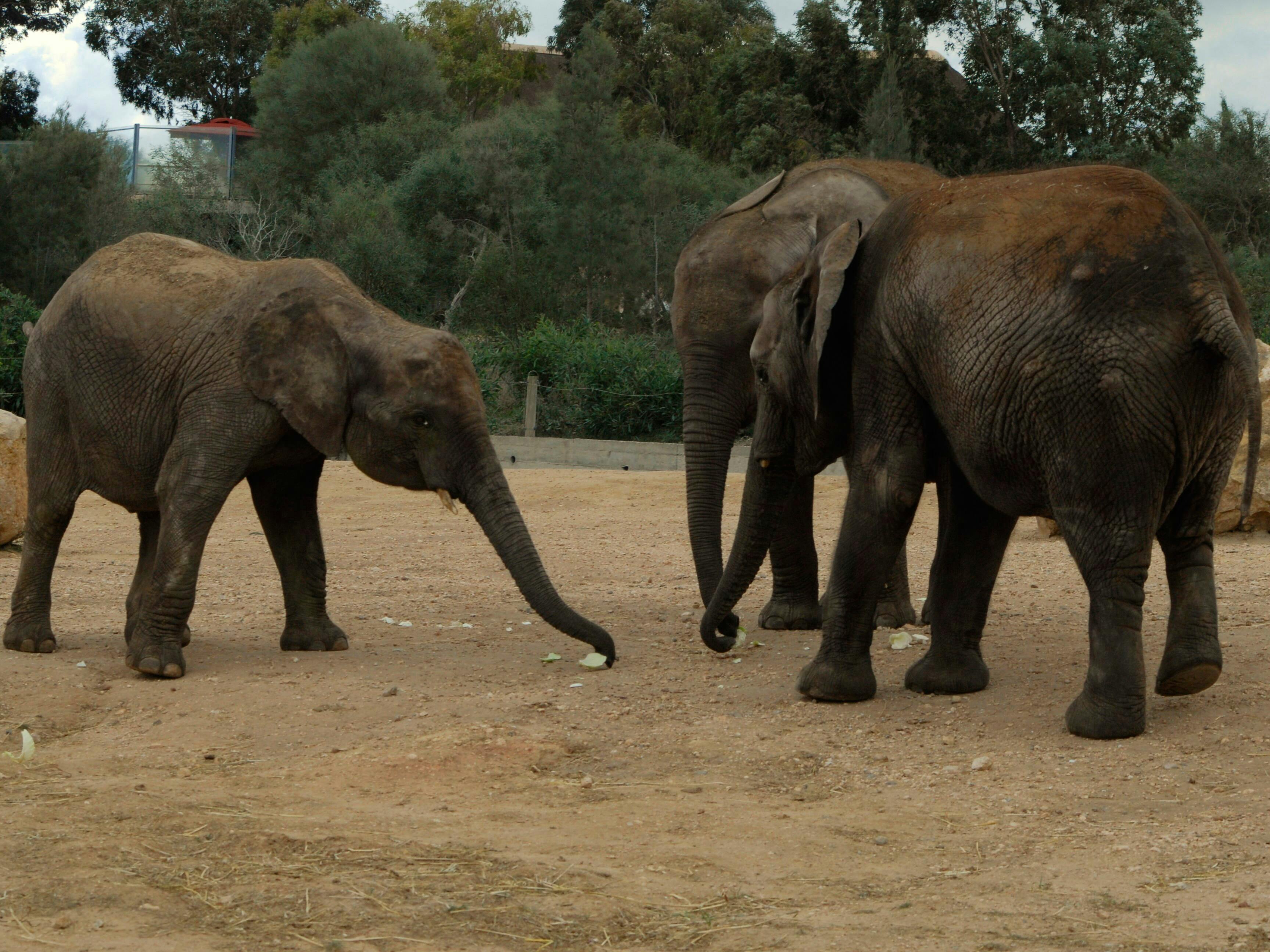 Friguia Tierpark Transfer