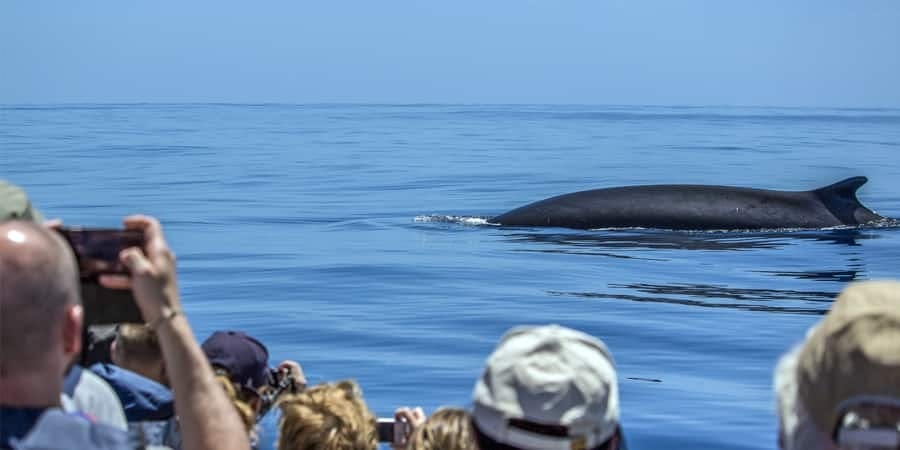 São Miguel Whale Watching & Islet Ticket