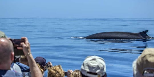 São Miguel Whale Watching & Islet Ticket