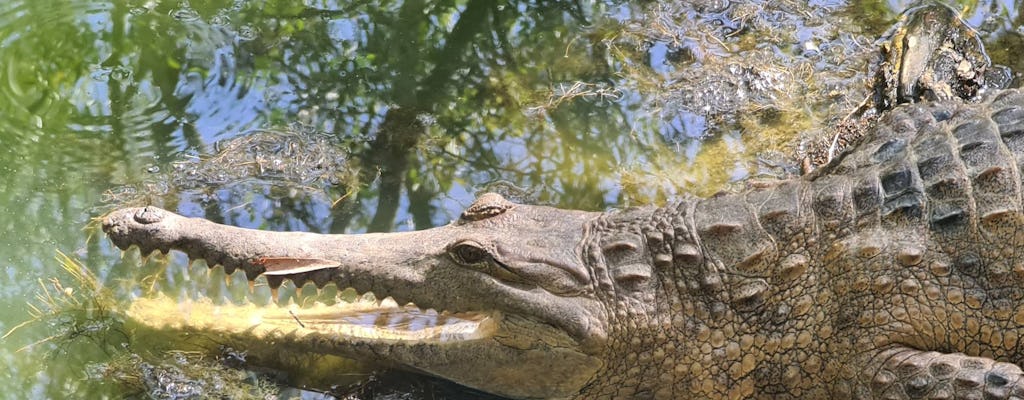 Hartley's Crocodile Adventures