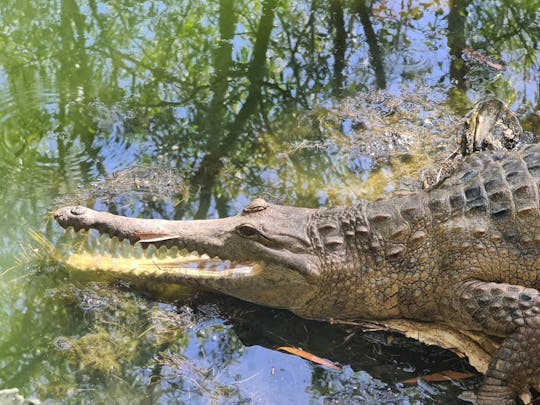 As aventuras de crocodilo de Hartley