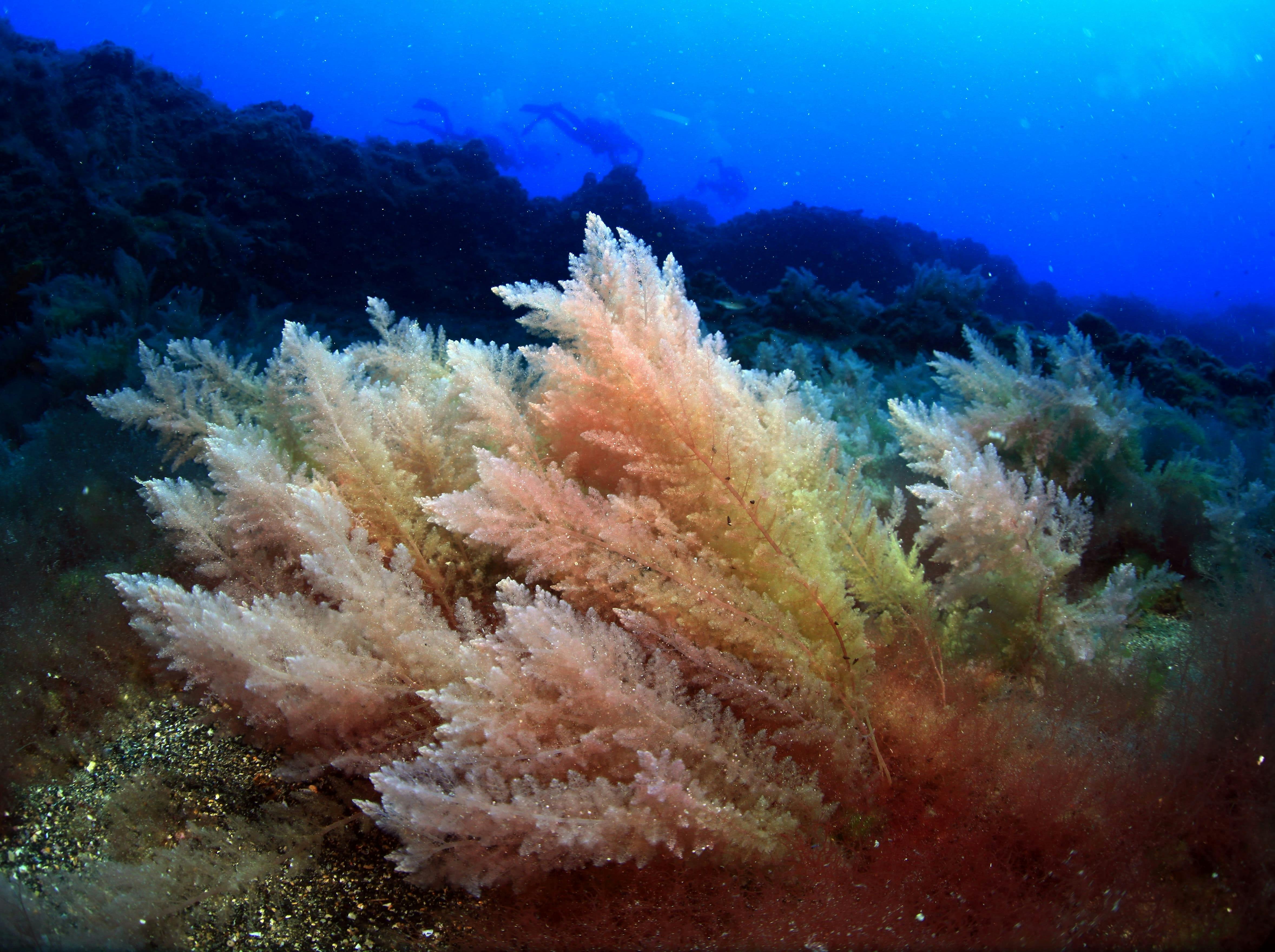 Beginner Scuba Dive Experience with Calero Diving